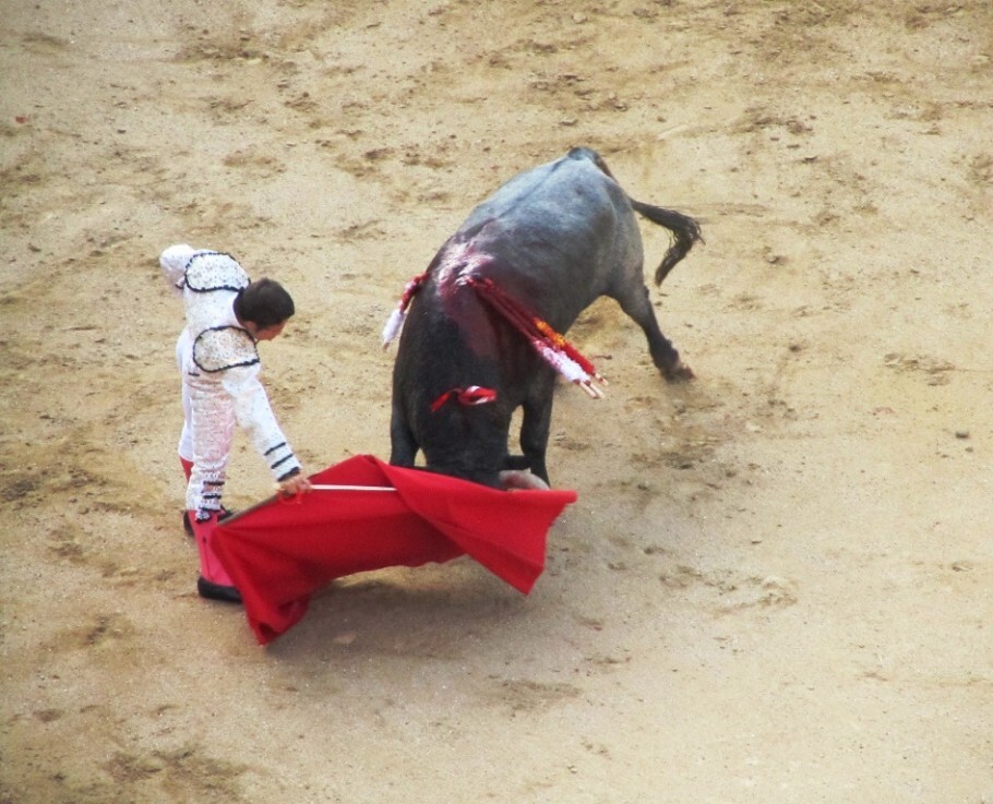 (Foto: Felipe Franco). O animal fragilizado ataca somente o pano vermelho. A espada espera o momento certo para dar o golpe fatal