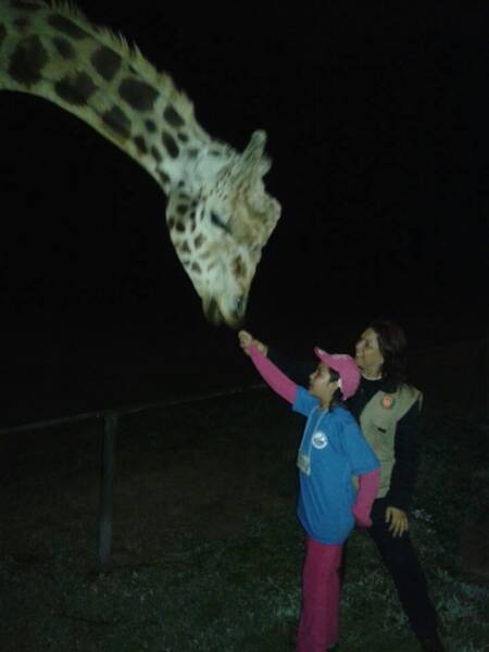 Alimentar as girafas é um dos pontos altos da noite