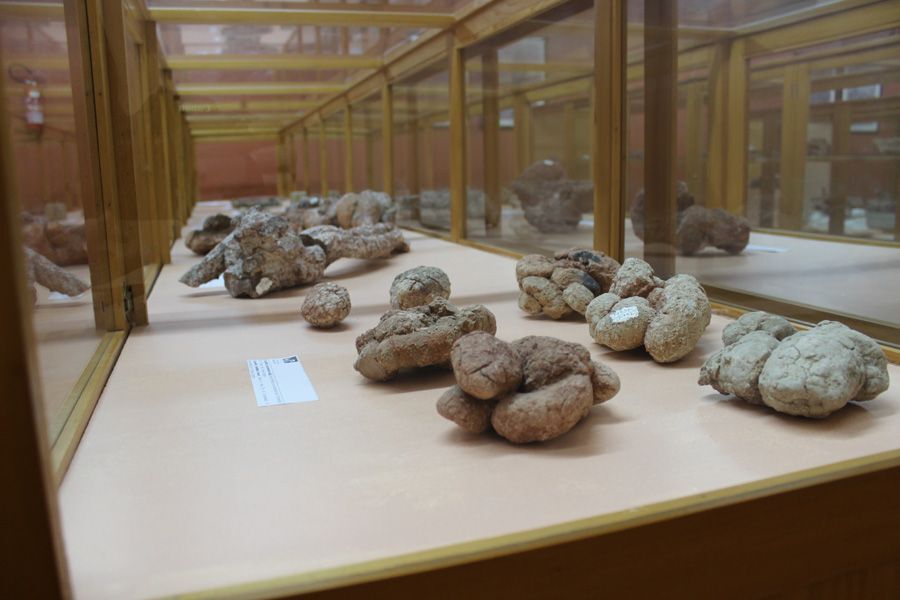 Fragmentos de fósseis em exposição