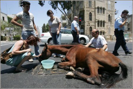 Animais foram encontrados subnutridos