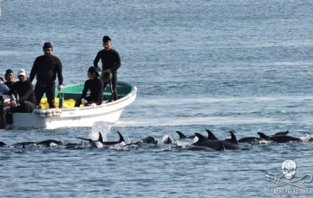 (Facebook/Sea Shepherd Cove Guardians)