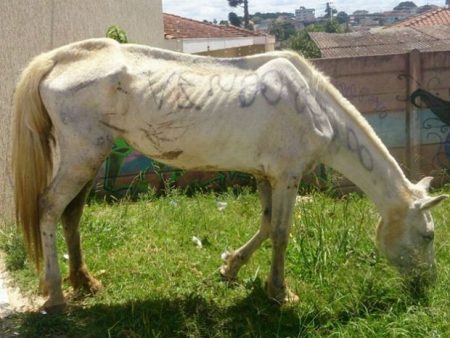 Apesar da denúncia às autoridades, a égua foi adotada por uma moradora da região