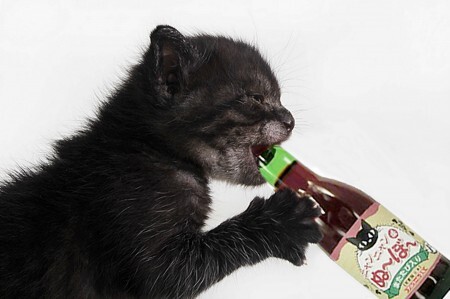Bebida é rica em vitaminas para felinos