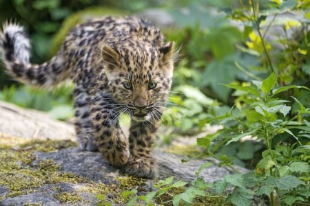 Leopardos-de-amur têm de um a quatro filhotes a cada cria, que tipicamente deixam a companhia de suas mães após completarem 18 a 24 meses