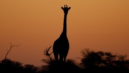 As girafas ainda não estão listadas como ameaçadas, mas seus números caíram 43% nos últimos 15 anos