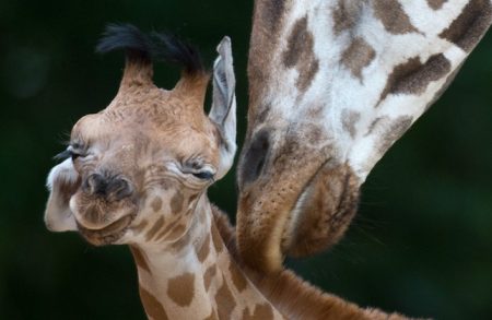 Bebê de girafa recém-nascido com a sua mãe