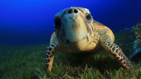 Tartarugas-de-pente tendem a se concentrar em torno de recifes de coral, onde se alimentam de esponjas e outros invertebrados