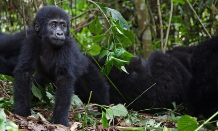 Restam menos de 900 gorilas-das-montanhas selvagens na África Central, e cerca de um terço deles são adultos