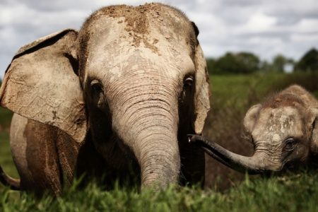 Embora os elefantes-asiáticos sejam protegidos pela lei na Indonésia, a maior parte de seu habitat remanescente não é