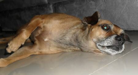 Cadela Mel desapareceu durante transporte realizado pela TAM (Foto: Arquivo Pessoal)