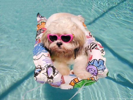 Cuide bem do seu cachorrinho, principalmente no verão.