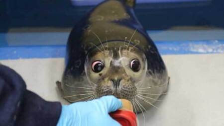 Bryce aprende a viver sem a visão em centro de reabilitação