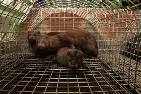 Para sustentar esse mercado cruel, entre 11 e 14 animais precisam morrer para fabricar apenas 1kg de peles. Cerca de 80 visons produzem apenas um casaco de peles.