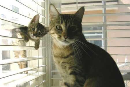 Gatos são independentes, carinhosos e muito fofos!