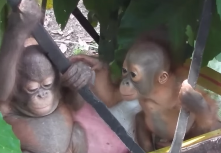 Bebês orangotangos resgatados separadamente tornam-se amigos