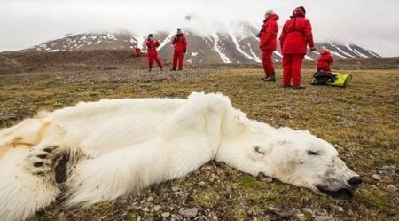 Urso polar morto no Ártico: Greenpeace pede apoio do presidente Obama