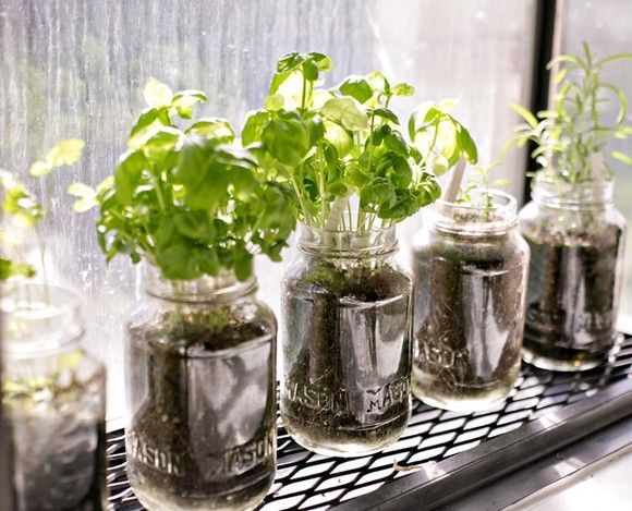 Aprenda a fazer mini hortas utilizando garrafas e potes de vidro