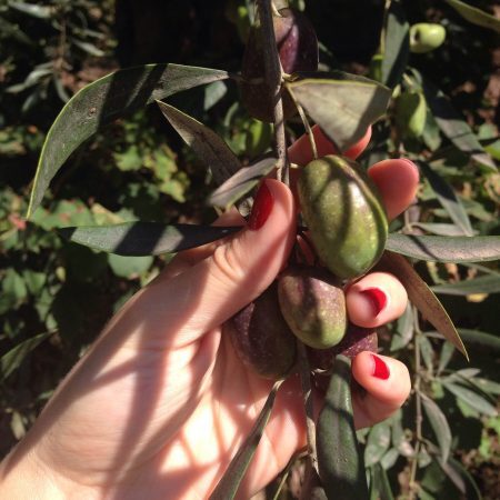 A família Cecchin também cultiva azeitonas para produzir azeites orgânicos