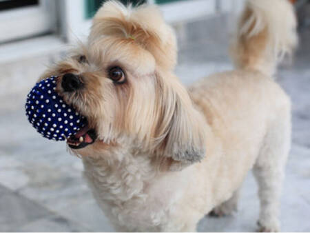 Cachorros da raça Shih Tzu e a Lhasa se adaptam bem a apartamentos e são ótimas companhias para as crianças (Fotos: Shutterstock)