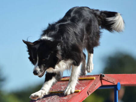 Cães da raça Border Collie têm energia de sobra e precisam de donos dispostos a oferecer passeios