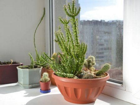 Para os supersticiosos, os cactos também ajudam a tirar o mau olhado no ambiente