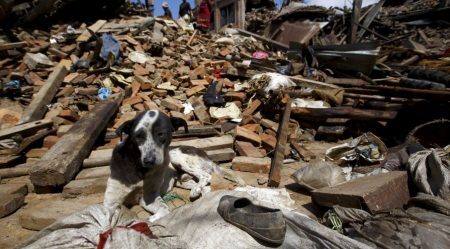 Grupo se solidarizou com o resgate de animais no Nepal