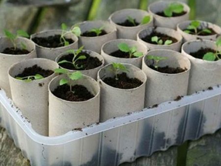 Que tal plantar alimentos e preservá-los em rolos de papel higiênico? (Foto: Reprodução – Pinterest)