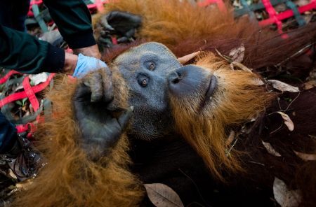 Após ser baleado, animal foi asocorrido