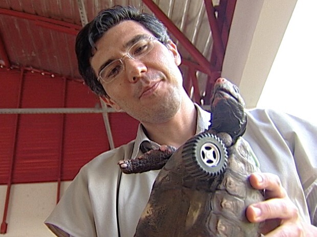 O jabuti ganhou uma prótese em forma de rodinha