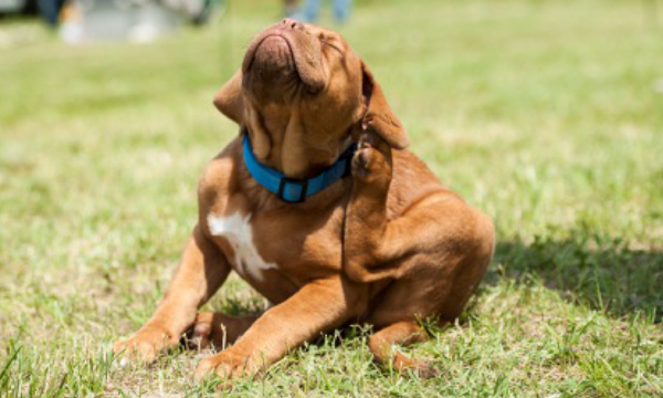 Foto: Reprodução/Google