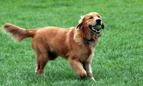 Foto: Reprodução/Google