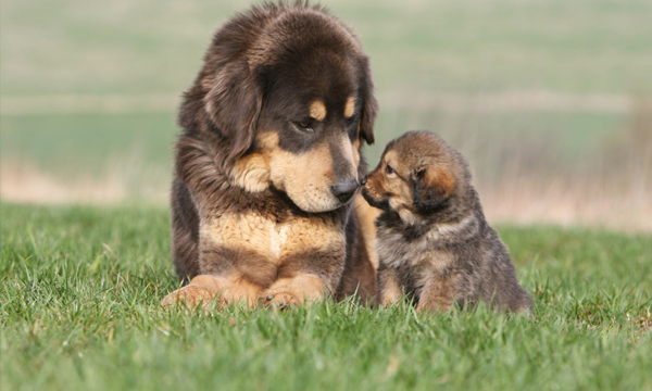 Foto: Reprodução/Google