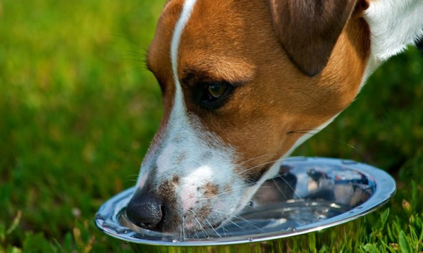 Foto: Reprodução/Google