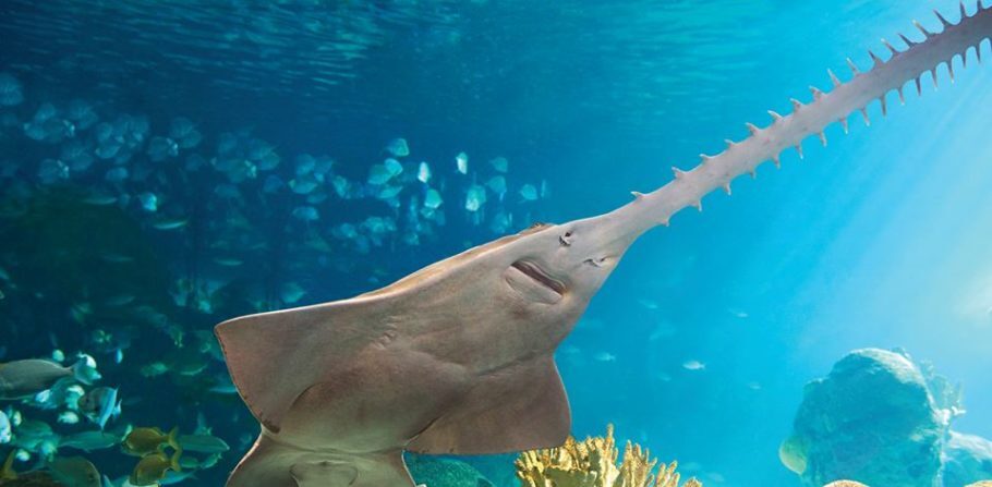 O tubarão-serra é uma das estrelas do Ripley’s Aquarium