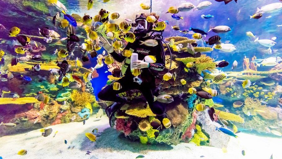 O Ripley’s Aquarium tem mais de 16 mil animais marinhos de 450 espécies.