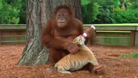 Foto: YouTube/AnimalsMedia.com