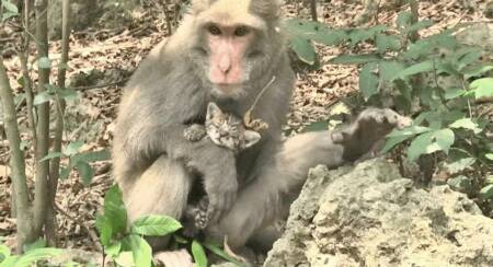 Os animais vivem soltos em um parque em Taiwan