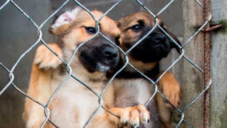 O espaço abriga atualmente 420 cães