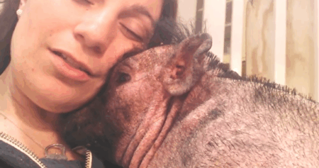 Corinne canta para o porquinho Bentley