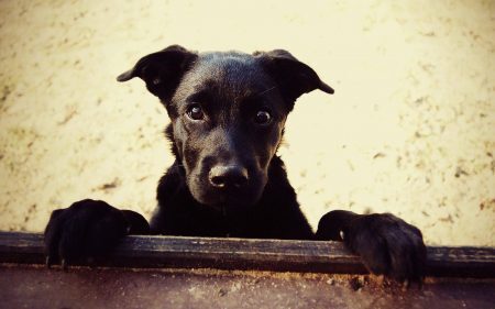 Na época de festas, o número de animais que foge também aumenta