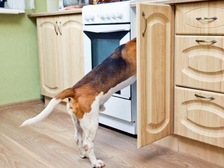 Cozinha pode esconder diversos perigos para o pet. Não deixe que ele descubra