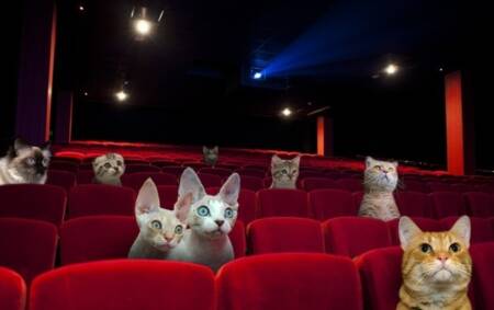 Os clientes podem assistir a filmes na companhia dos bichanos