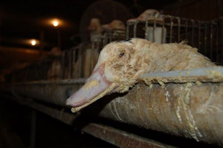 Estudos têm mostrado que a alimentação forçada de aves para produção de foie gras provoca dor e ferimentos nos animais