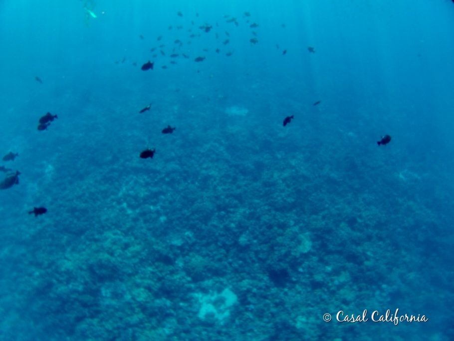 Muitos peixes e corais que ficam na parte interna do vulcão submerso