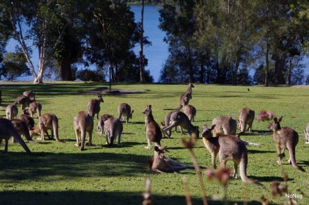 Cangurus soltos em Morisset