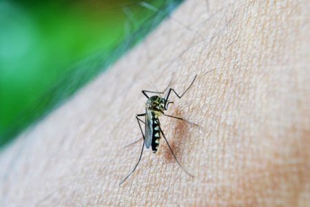 Zika vírus é transmitido pela picada do Aedes aegypti, mesmo mosquito transmissor da dengue