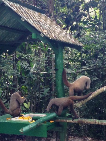 Pratica de alimentação dos macacos barrigudos – Floresta dos Macacos.