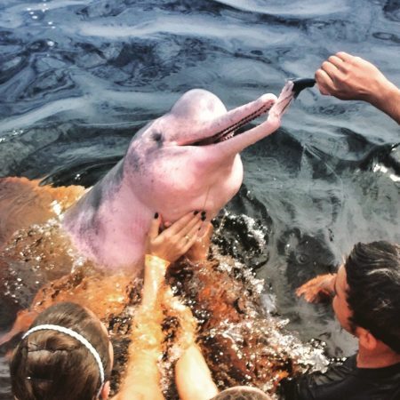 Boto Rosa na Amazônia!