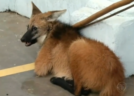 A loba se afastou da floresta e parou para descansar em frente a uma farmácia