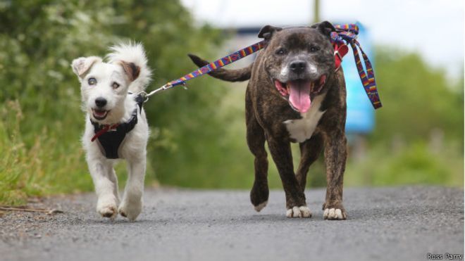 Os cães só serão adotados se a pessoa estiver disposta a ficar com ambos